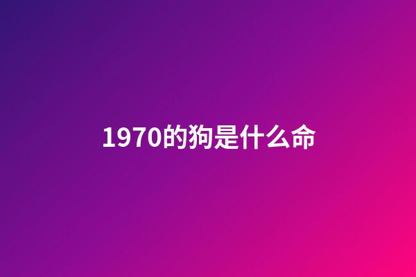 1970的狗是什么命(十個狗有九個福，尤其是1970年，48歲的，看看怎么回事!)-第1張-觀點-玄機派
