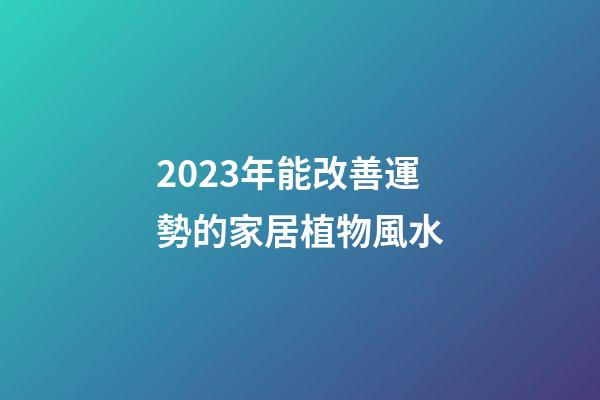 2023年能改善運勢的家居植物風水