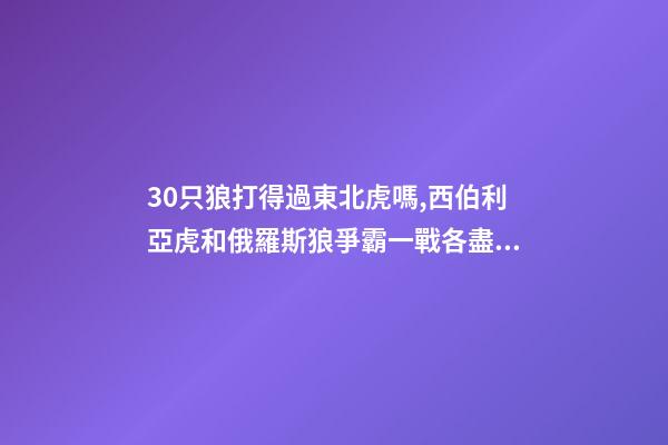 30只狼打得過東北虎嗎,西伯利亞虎和俄羅斯狼爭霸一戰各盡殺招-第1張-觀點-玄機派