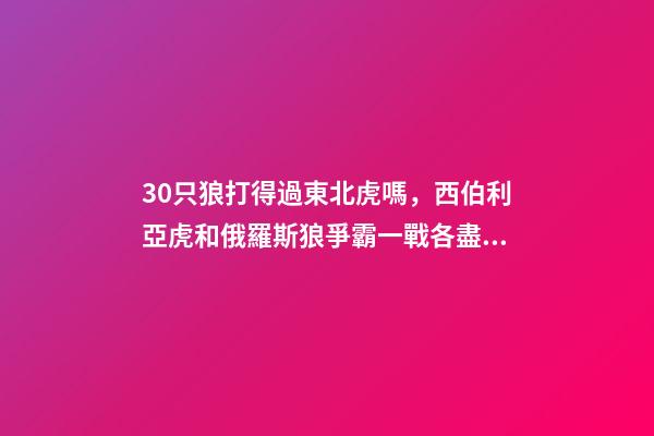 30只狼打得過東北虎嗎，西伯利亞虎和俄羅斯狼爭霸一戰各盡殺招