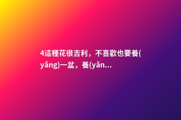 4這種花很吉利，不喜歡也要養(yǎng)一盆，養(yǎng)在家里空氣好，人氣旺
