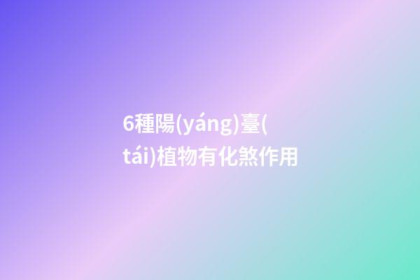 6種陽(yáng)臺(tái)植物有化煞作用
