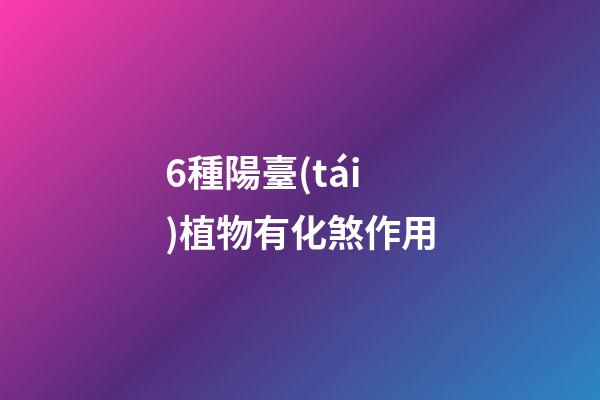 6種陽臺(tái)植物有化煞作用