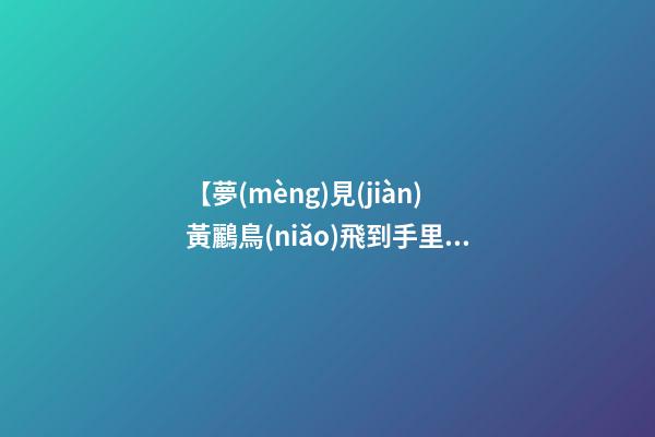 【夢(mèng)見(jiàn)黃鸝鳥(niǎo)飛到手里】