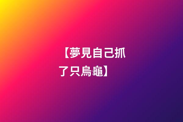 【夢見自己抓了只烏龜】