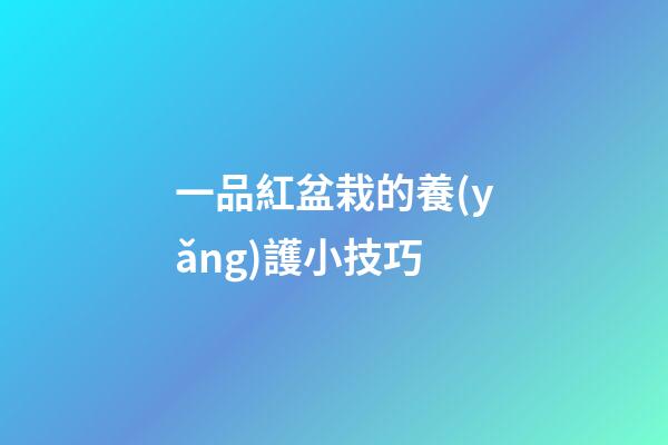 一品紅盆栽的養(yǎng)護小技巧