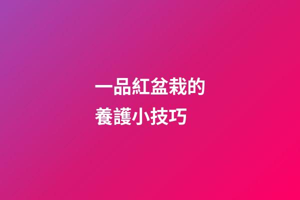 一品紅盆栽的養護小技巧