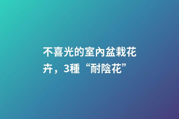 不喜光的室內盆栽花卉，3種“耐陰花”-第1張-觀點-玄機派