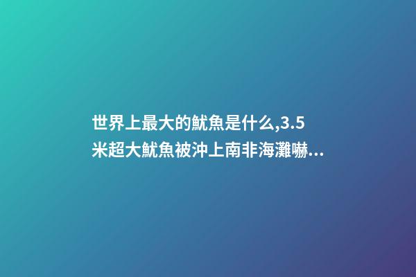 世界上最大的魷魚是什么,3.5米超大魷魚被沖上南非海灘嚇跑游客!深海-第1張-觀點-玄機派