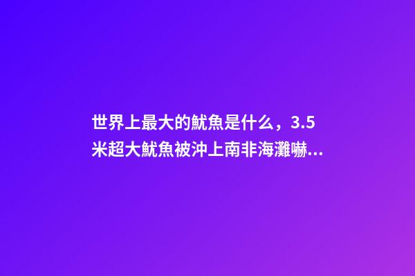 世界上最大的魷魚是什么，3.5米超大魷魚被沖上南非海灘嚇跑游客!深海-第1張-觀點-玄機派