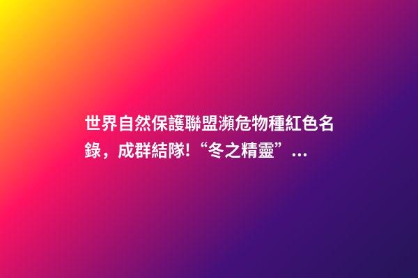 世界自然保護聯盟瀕危物種紅色名錄，成群結隊!“冬之精靈”亮相邯鄲峰峰-第1張-觀點-玄機派