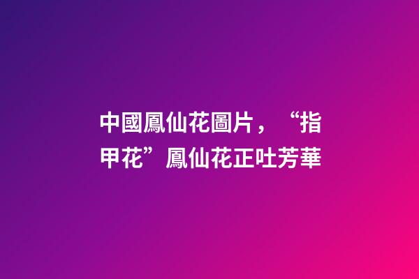 中國鳳仙花圖片，“指甲花”鳳仙花正吐芳華-第1張-觀點-玄機派
