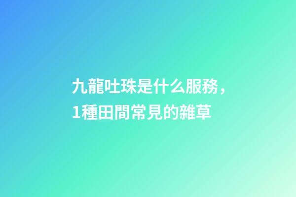 九龍吐珠是什么服務，1種田間常見的雜草-第1張-觀點-玄機派