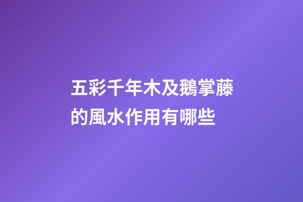 五彩千年木及鵝掌藤的風水作用有哪些?
