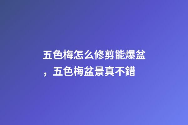 五色梅怎么修剪能爆盆，五色梅盆景真不錯-第1張-觀點-玄機(jī)派