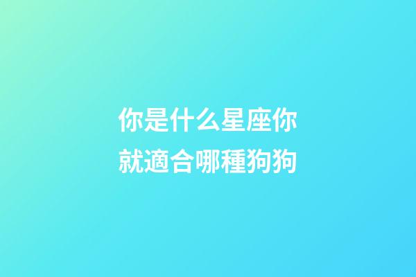 你是什么星座你就適合哪種狗狗-第1張-星座運(yùn)勢(shì)-玄機(jī)派
