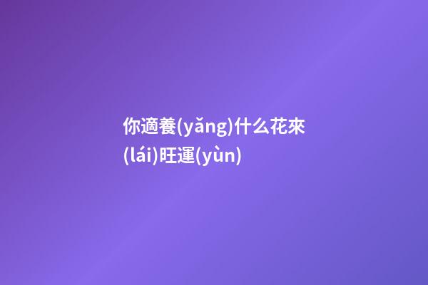 你適養(yǎng)什么花來(lái)旺運(yùn)