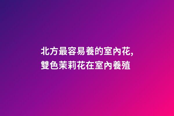 北方最容易養的室內花,雙色茉莉花在室內養殖-第1張-觀點-玄機派