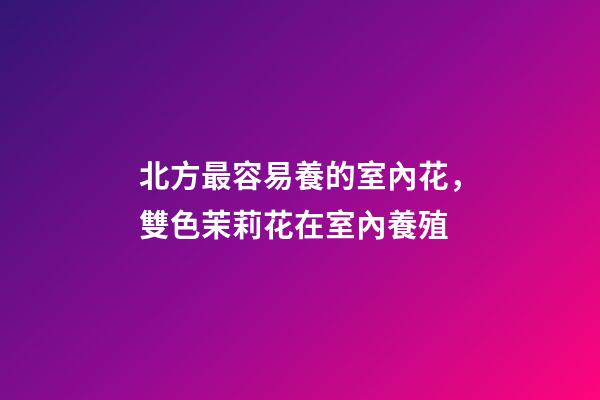 北方最容易養的室內花，雙色茉莉花在室內養殖-第1張-觀點-玄機派