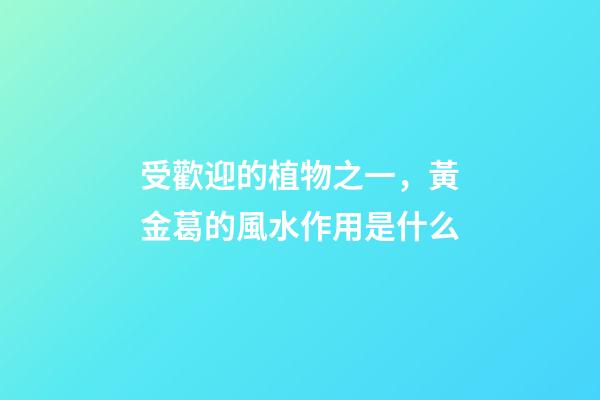受歡迎的植物之一，黃金葛的風水作用是什么
