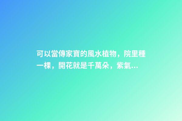 可以當傳家寶的風水植物，院里種一棵，開花就是千萬朵，紫氣東來
