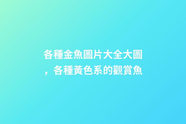 各種金魚圖片大全大圖，各種黃色系的觀賞魚-第1張-觀點-玄機派