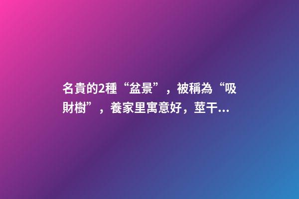 名貴的2種“盆景”，被稱為“吸財樹”，養家里寓意好，莖干好看