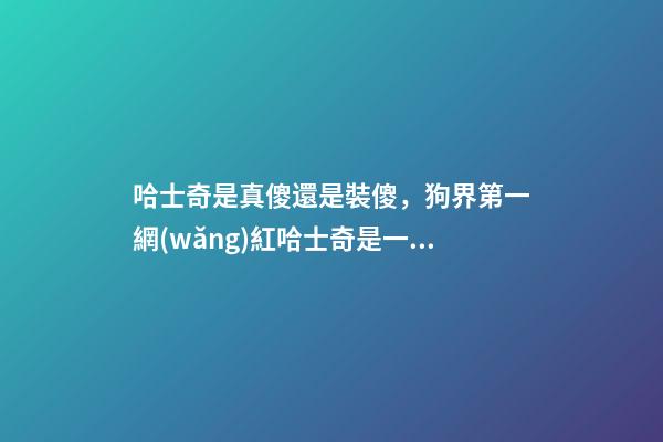 哈士奇是真傻還是裝傻，狗界第一網(wǎng)紅哈士奇是一種怎樣的狗-第1張-觀點(diǎn)-玄機(jī)派