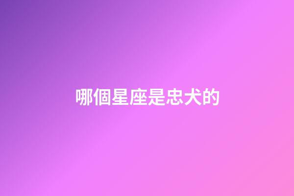 哪個星座是忠犬的-第1張-星座運勢-玄機派