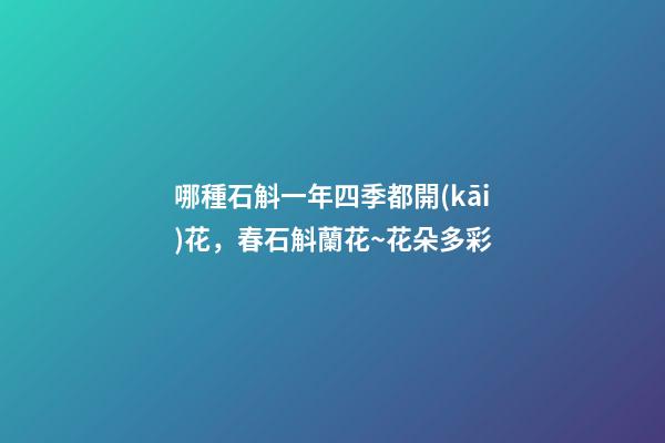 哪種石斛一年四季都開(kāi)花，春石斛蘭花~花朵多彩-第1張-觀點(diǎn)-玄機(jī)派