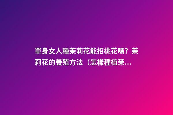 單身女人種茉莉花能招桃花嗎？茉莉花的養殖方法（怎樣種植茉莉花才多花）