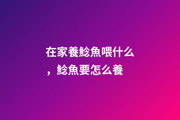 在家養鯰魚喂什么，鯰魚要怎么養-第1張-觀點-玄機派