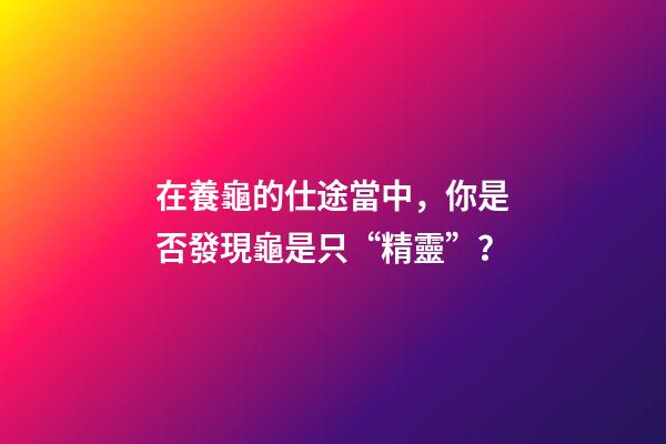 在養龜的仕途當中，你是否發現龜是只“精靈”？