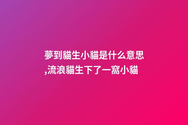 夢到貓生小貓是什么意思,流浪貓生下了一窩小貓-第1張-觀點-玄機派