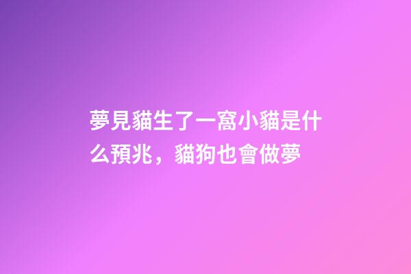 夢見貓生了一窩小貓是什么預兆，貓狗也會做夢-第1張-觀點-玄機派