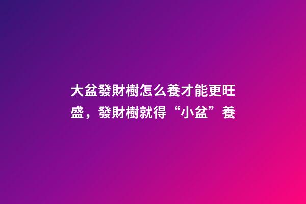 大盆發財樹怎么養才能更旺盛，發財樹就得“小盆”養-第1張-觀點-玄機派