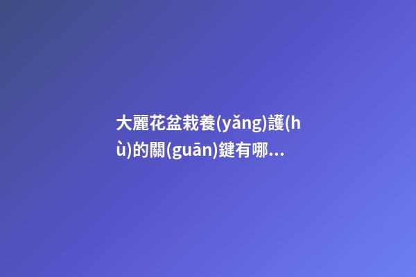 大麗花盆栽養(yǎng)護(hù)的關(guān)鍵有哪些