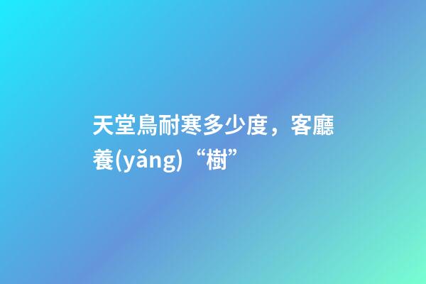 天堂鳥耐寒多少度，客廳養(yǎng)“樹”-第1張-觀點(diǎn)-玄機(jī)派