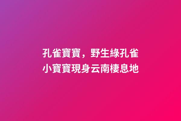 孔雀寶寶，野生綠孔雀小寶寶現身云南棲息地-第1張-觀點-玄機派