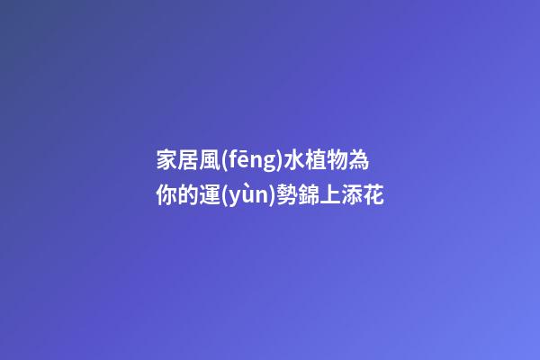 家居風(fēng)水植物為你的運(yùn)勢錦上添花