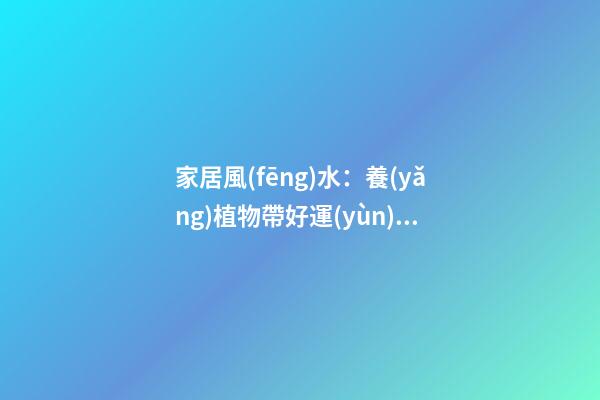 家居風(fēng)水：養(yǎng)植物帶好運(yùn)氣