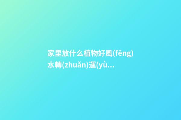 家里放什么植物好風(fēng)水轉(zhuǎn)運(yùn)，觀賞價(jià)值高還容易養(yǎng)護(hù)的綠植-第1張-觀點(diǎn)-玄機(jī)派