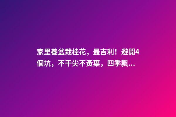 家里養盆栽桂花，最吉利！避開4個坑，不干尖不黃葉，四季飄香