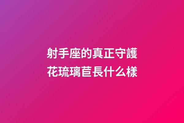 射手座的真正守護花琉璃苣長什么樣
