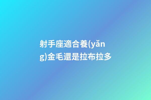 射手座適合養(yǎng)金毛還是拉布拉多-第1張-星座運(yùn)勢(shì)-玄機(jī)派