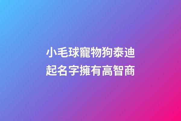 小毛球寵物狗泰迪起名字擁有高智商