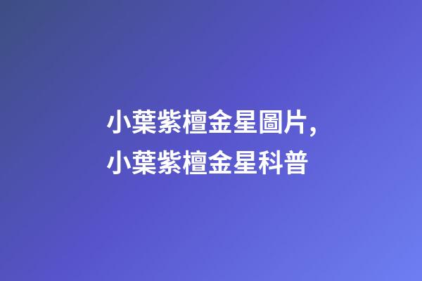 小葉紫檀金星圖片,小葉紫檀金星科普-第1張-觀點-玄機派