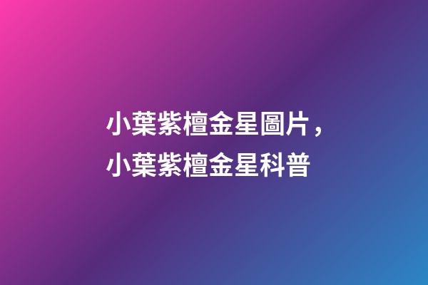 小葉紫檀金星圖片，小葉紫檀金星科普-第1張-觀點-玄機派