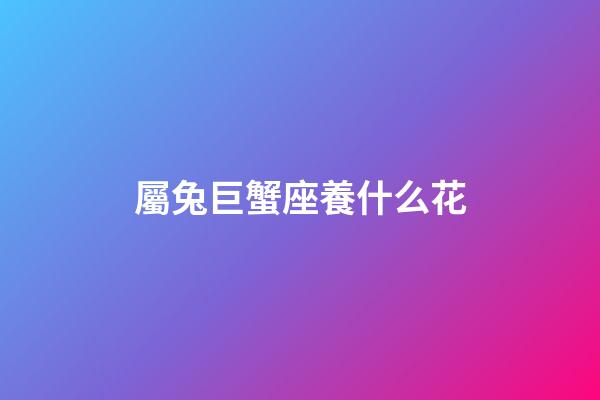 屬兔巨蟹座養什么花
