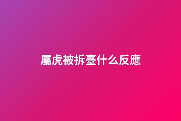 屬虎被拆臺什么反應